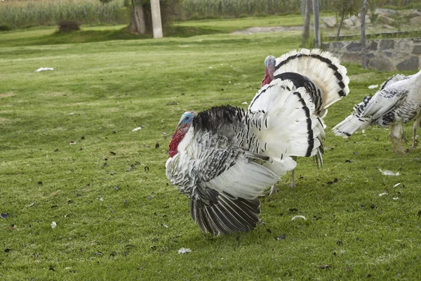 White Turkey Green Grass Field — Stock Photo, Image