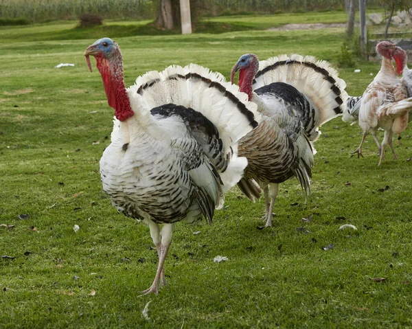 Yeşil çimenlikte beyaz hindi