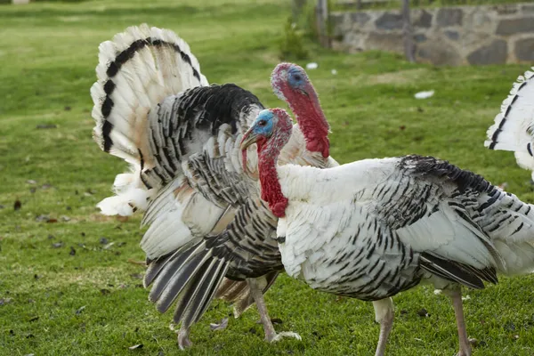 Yeşil çimenlikte beyaz hindi