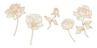 Gül çiçekleri ve yapraklar beyaz üzerine izole edilmiş. El çizimi vektör çizimi. Eps 10