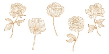 Gül çiçekleri ve yapraklar beyaz üzerine izole edilmiş. El çizimi vektör çizimi. Eps 10