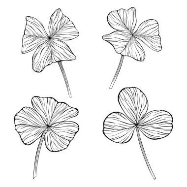 Yonca yaprakları beyazın üzerinde izole halde. El çizimi vektör çizimi. Bölüm 10