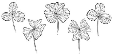 Yonca yaprakları beyazın üzerinde izole halde. El çizimi vektör çizimi. Bölüm 10