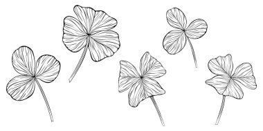 Yonca yaprakları beyazın üzerinde izole halde. El çizimi vektör çizimi. Bölüm 10