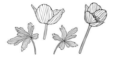 Beyaz yapraklar ve çiçekler. El çizimi vektör çizimi. Soyut kompozisyon