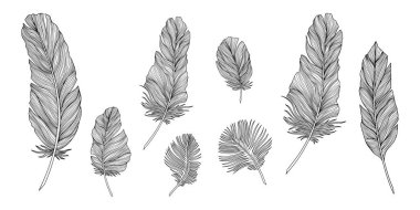 Vektör tüyü koleksiyonu. Beyaz arka plan vektör setinde el çizimi. Klasik resim çizimi