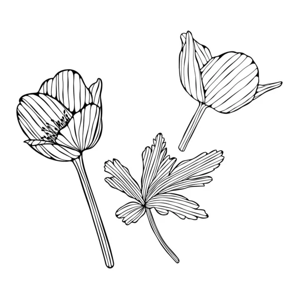 Blad Och Blommor Isolerade Vitt Handritad Vektor Illustration Abstrakt Sammansättning — Stock vektor