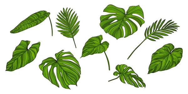 Feuilles Isolées Sur Blanc Feuilles Tropicales Illustration Vectorielle Dessinée Main — Image vectorielle