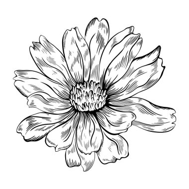 Beyaz üzerine izole edilmiş kozmos çiçeği. El çizimi eskiz. Vektör çizimi. Eps 10