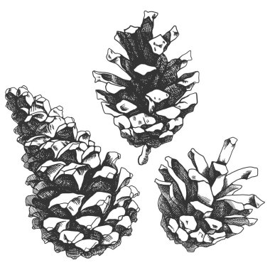 Siyah ve beyaz çam kozalağı çizimi