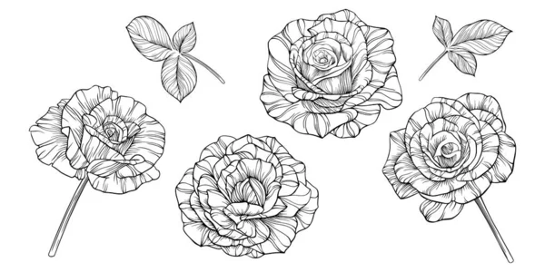 Flores Rosas Aisladas Blanco Ilustración Vectores Línea Dibujada Mano Eps — Vector de stock