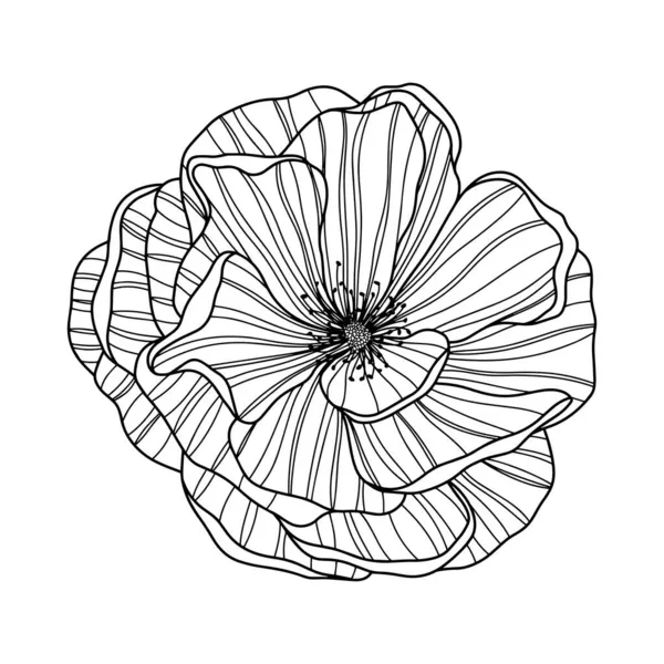 Beyaz Üzerine Izole Gül Çiçeği Çizilmiş Çizgi Vektörü — Stok Vektör