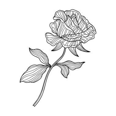 Beyaz üzerine izole gül çiçeği. El çizilmiş çizgi vektörü
