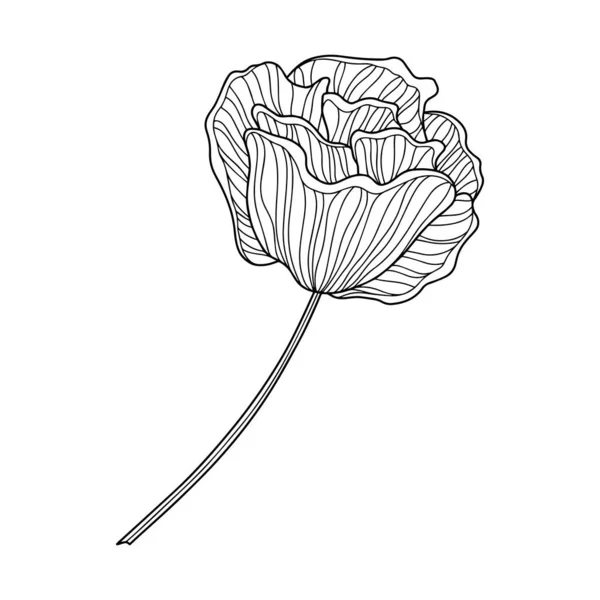 Fleur Rose Isolée Sur Blanc Vecteur Ligne Dessinée Main — Image vectorielle
