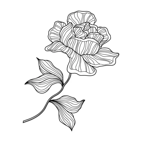 Rose Blume Isoliert Auf Weiß Handgezeichneter Linienvektor — Stockvektor