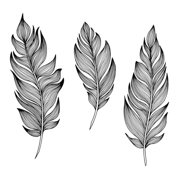 Vector Feather Collection Hand Drawn Isolated White Background Vector Set — Stock Vector