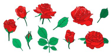 Gül çiçekleri ana hat vektörü. El çizimi vektör kümesi