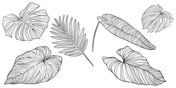 Feuilles Isolées Sur Blanc Feuilles Tropicales Illustration Vectorielle Dessinée Main — Image vectorielle