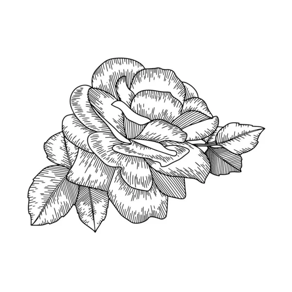 Rosa Flor Contorno Vector Dibujado Mano — Vector de stock