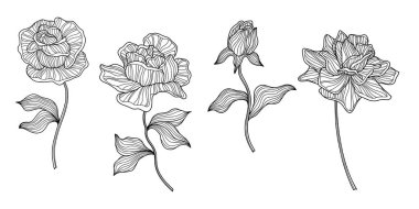 Gül çiçekleri ve yapraklar beyaz üzerine izole edilmiş. El çizimi vektör çizimi. Eps 10