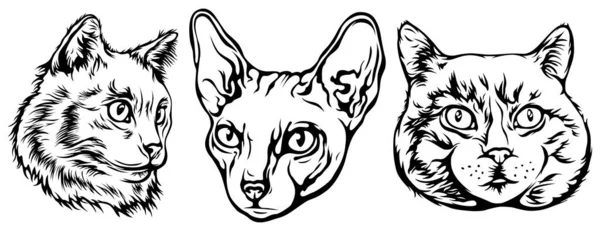 Gatos Vectoriales Ilustración Aislada Color Negro Sobre Fondo Blanco Imagen — Vector de stock