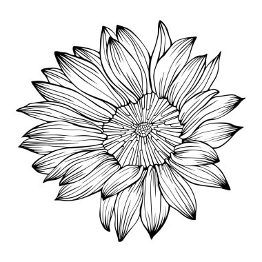 Ayçiçeği vektörü beyaza izole edildi. El çizimi çizimi çizimi. Eps 10. Mürekkep sanatı