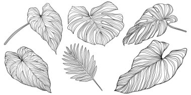 Beyazlar üzerinde yalıtılmış bırakır. Tropik yapraklar. El çizimi vektör illüstrasyonu.