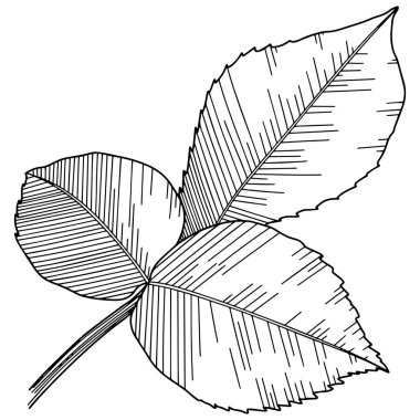 Gül yaprağı ana hat vektörü. El çizimi.