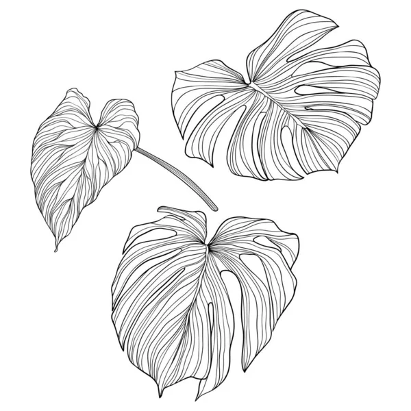 Folhas Isoladas Branco Folhas Tropicais Ilustração Vetorial Desenhada Mão — Vetor de Stock