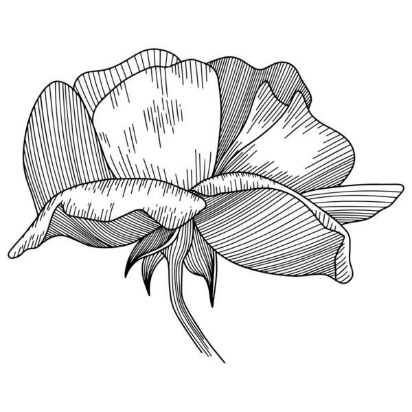 Rosa Flor Contorno Vector Dibujado Mano — Archivo Imágenes Vectoriales