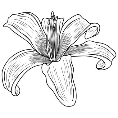 Lily çiçeği beyazın üzerinde izole edilmiş. El çizimi vektör illüstrasyonu