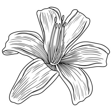 Lily çiçeği beyazın üzerinde izole edilmiş. El çizimi vektör illüstrasyonu