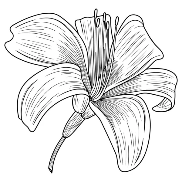 Lily Flower Isolated White Hand Drawn Vector Illustration — Stock vektor