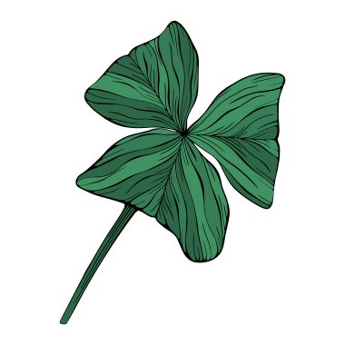 Yonca yaprağı beyaza saçılmış. El çizimi vektör çizimi. Bölüm 10 