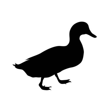 Duck silhouette. Domestic cattle. Vector illustration isolated on white.
