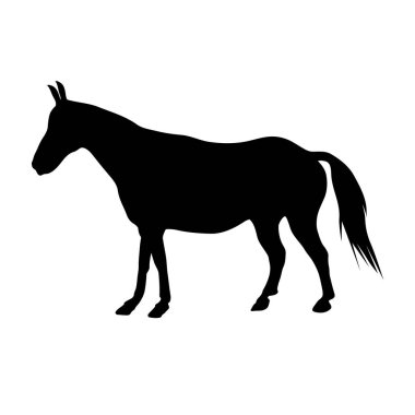 Horse silhouette. Domestic cattle. Vector illustration isolated on white.