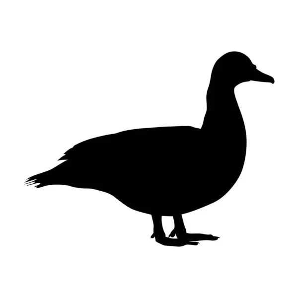 Duck Siluett Husdjur Vektor Illustration Isolerad Vitt — Stock vektor