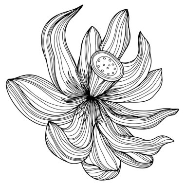 Flower isolated on white, hand drawn sketch, vector flower illustration. Eps 10