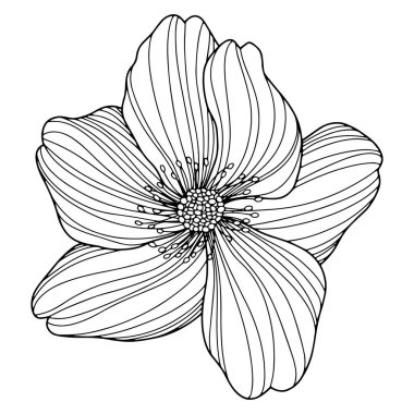 Flower isolated on white, hand drawn sketch, vector flower illustration. Eps 10