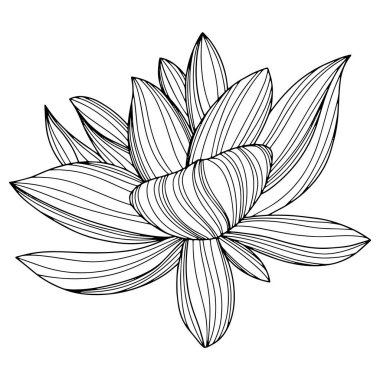 Flower isolated on white, hand drawn sketch, vector flower illustration. Eps 10