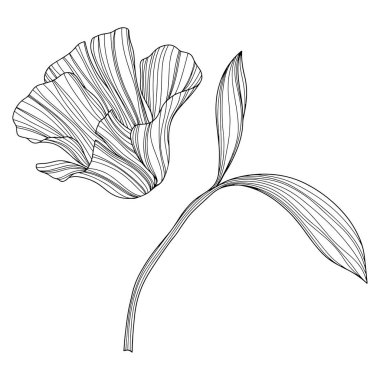 Flower isolated on white, hand drawn sketch, vector flower illustration. Eps 10