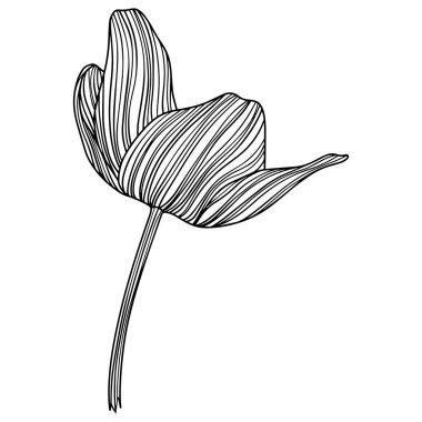 Soyut çiçeğin tasviri. Çizgi çalışması. Eps 10