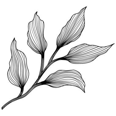 Soyut yaprağın görüntüsü. Çizgi vektör sanatı