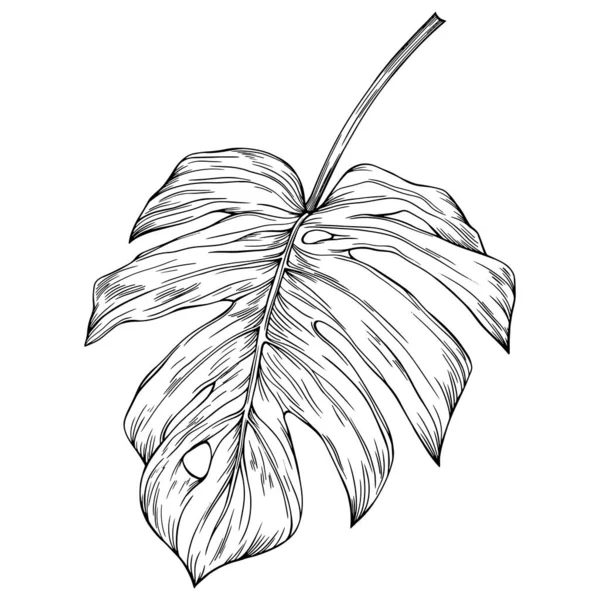 Feuille Isolée Sur Blanc Feuille Tropicale Illustration Vectorielle Dessinée Main — Image vectorielle
