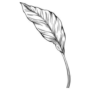 Yaprak beyazda yalıtılmış. Tropikal yaprak. El çizimi vektör illüstrasyonu.