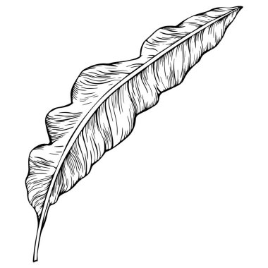 Yaprak beyazda yalıtılmış. Tropikal yaprak. El çizimi vektör illüstrasyonu.