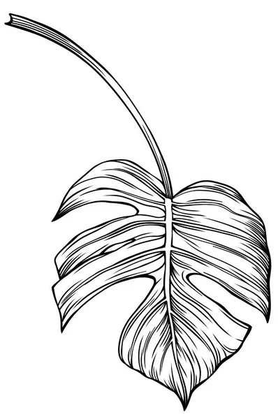 Yaprak Beyazda Yalıtılmış Tropikal Yaprak Çizimi Vektör Illüstrasyonu — Stok Vektör