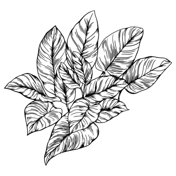 Blad Isolerat Vitt Tropiskt Löv Handritad Vektor Illustration — Stock vektor