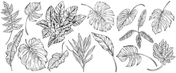 Bladeren Geïsoleerd Wit Tropische Bladeren Handgetekende Vectorillustratie — Stockvector