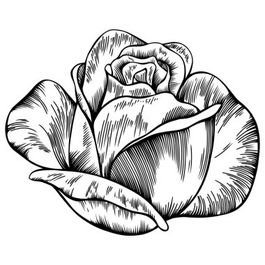 Gül çiçeği ana hat vektörü. El çizimi.